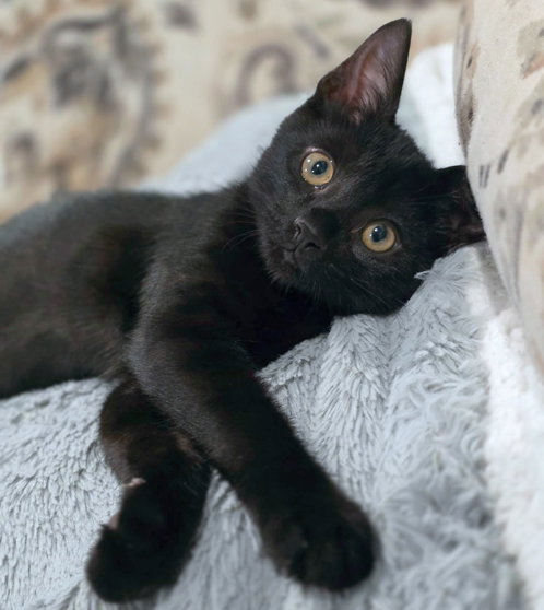 Panther, photo 2