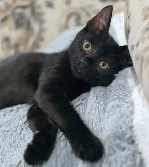 Panther image 2