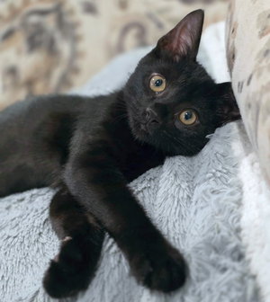 Panther, photo 2