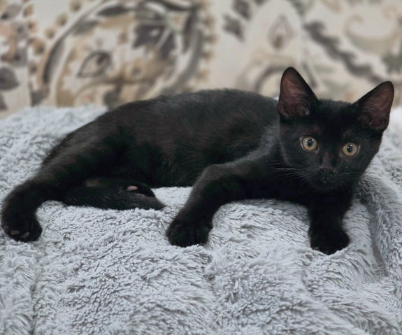 Panther, photo 5