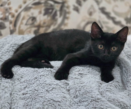 Photo 5 of Panther