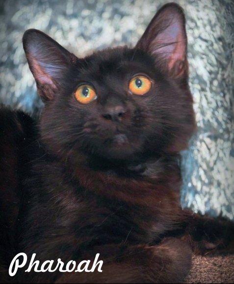 Pharoah, Domestic Medium Hair
