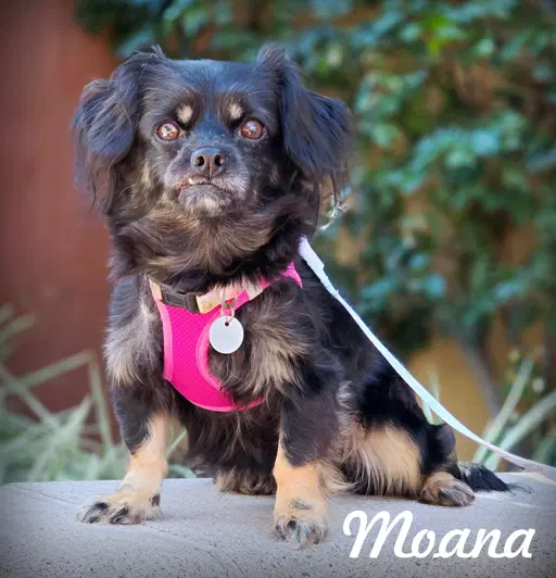 Moana - Cavalier King Charles Spaniel