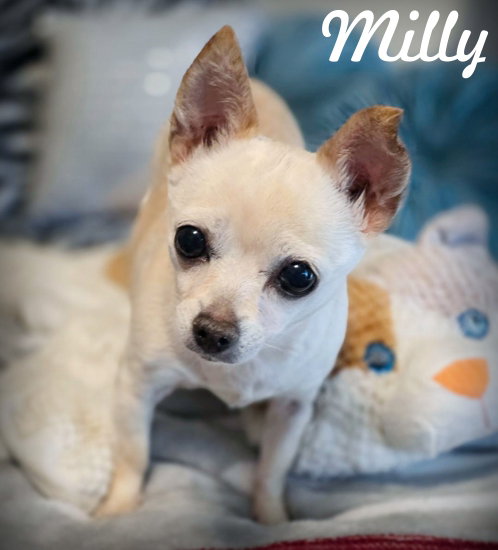 Milly, Chihuahua