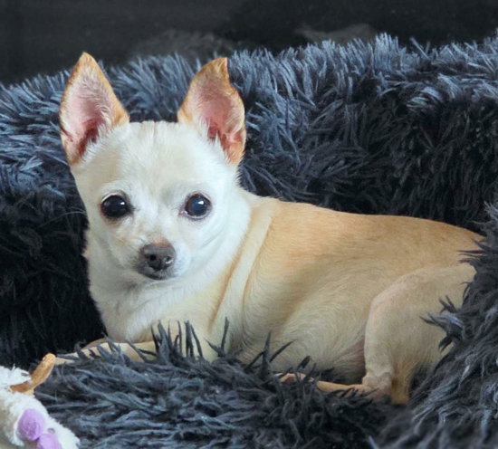 Milly, photo 7