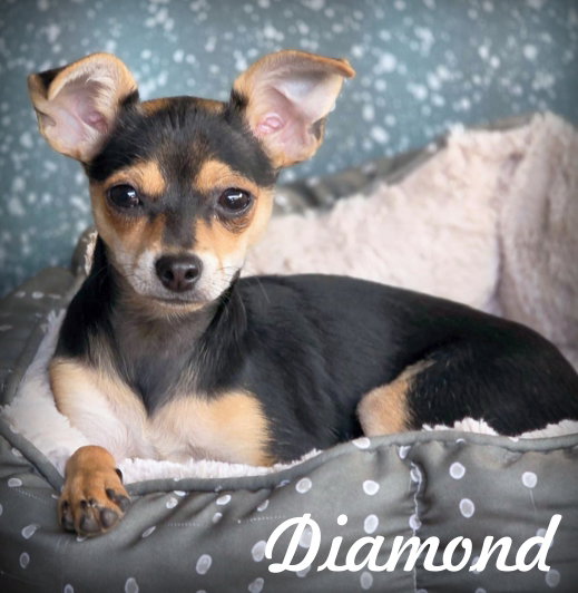 Diamond, Miniature Pinscher