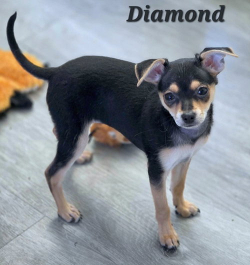 Photo 2 of Diamond