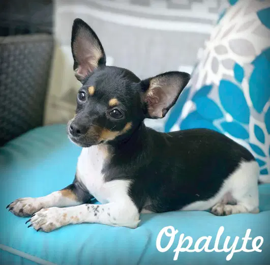 Opalyte - Chihuahua