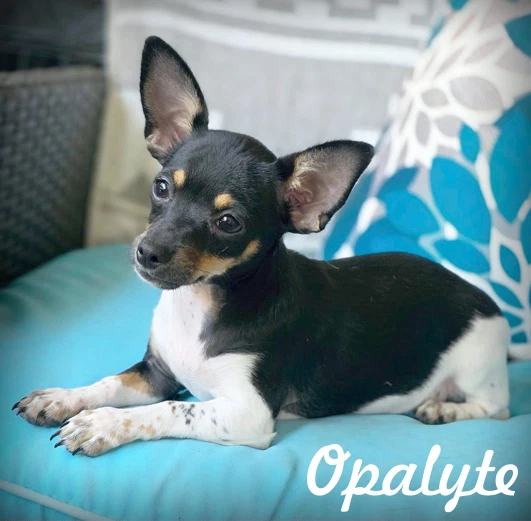 Opalyte
