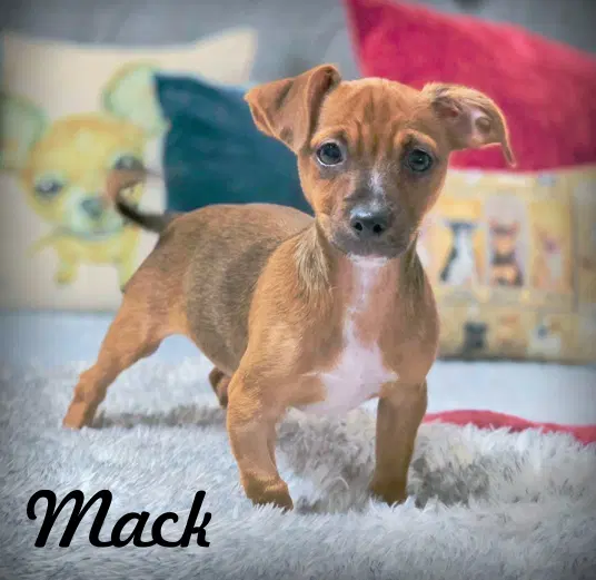 Mack - Norfork Terrier