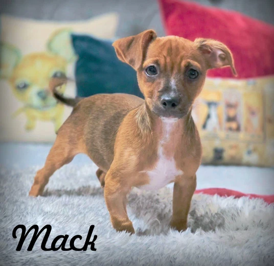 Mack