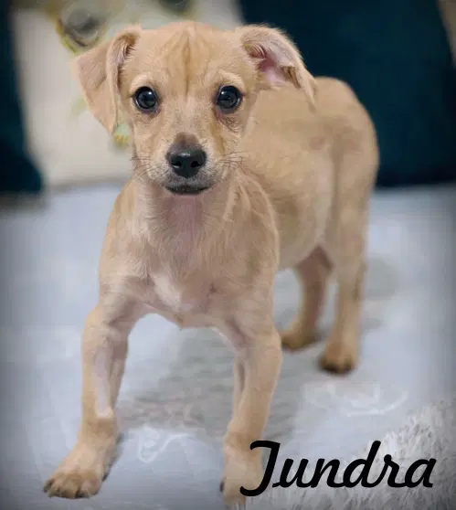 Tundra - Norfork Terrier