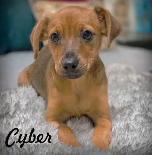 Cyber - Terrier