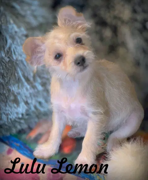 Lulu Lemon - Yorkshire Terrier Yorkie