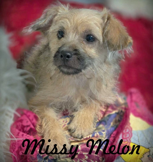 Missy Melon