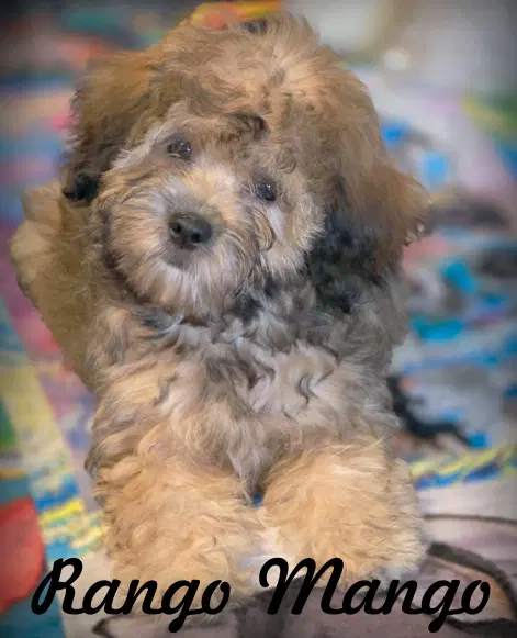 Rango Mango - Yorkie Terrier/Poodle