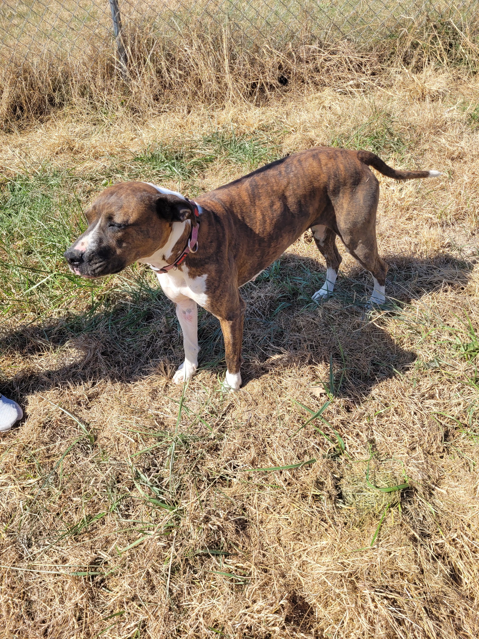 Dog for Adoption Sahara, a Labrador Retriever in Barbourville, KY