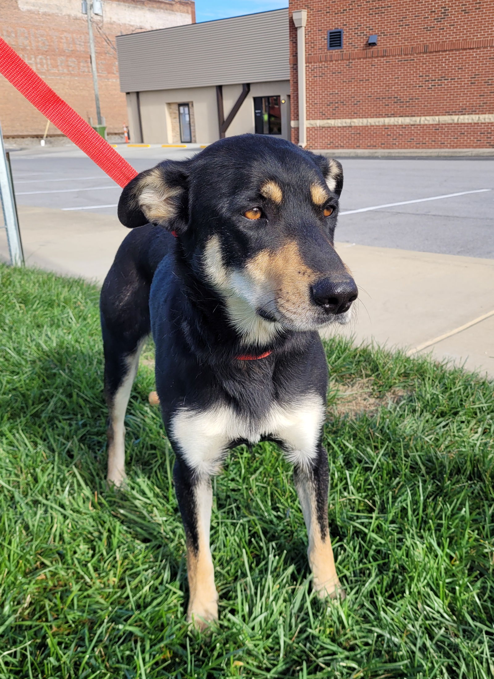 Dog for Adoption - Maddy, a Shepherd in Jonesville, VA | Alpha Paw