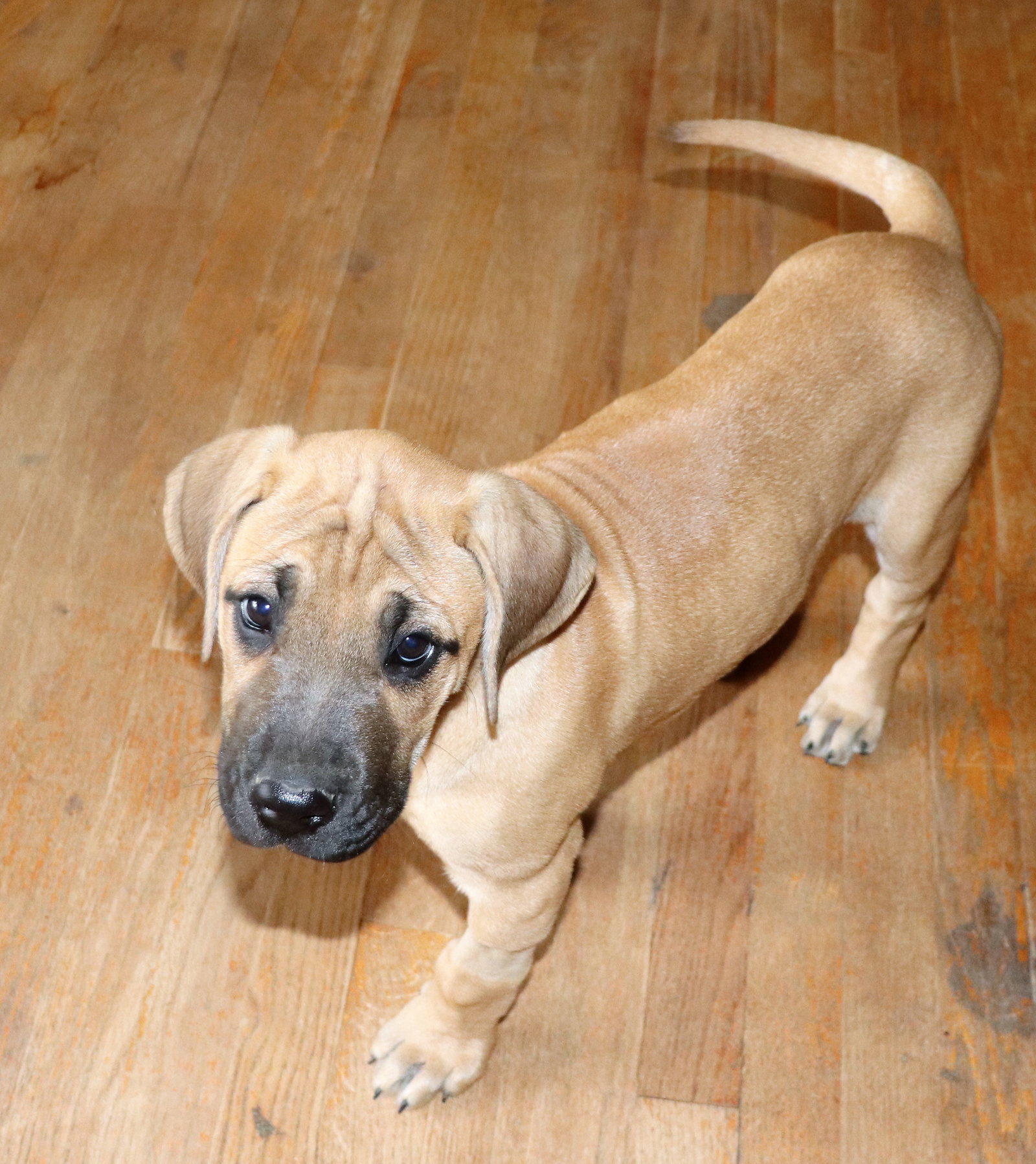 Dog for Adoption Cinnamon, a Great Dane in Louisville, TN Alpha Paw