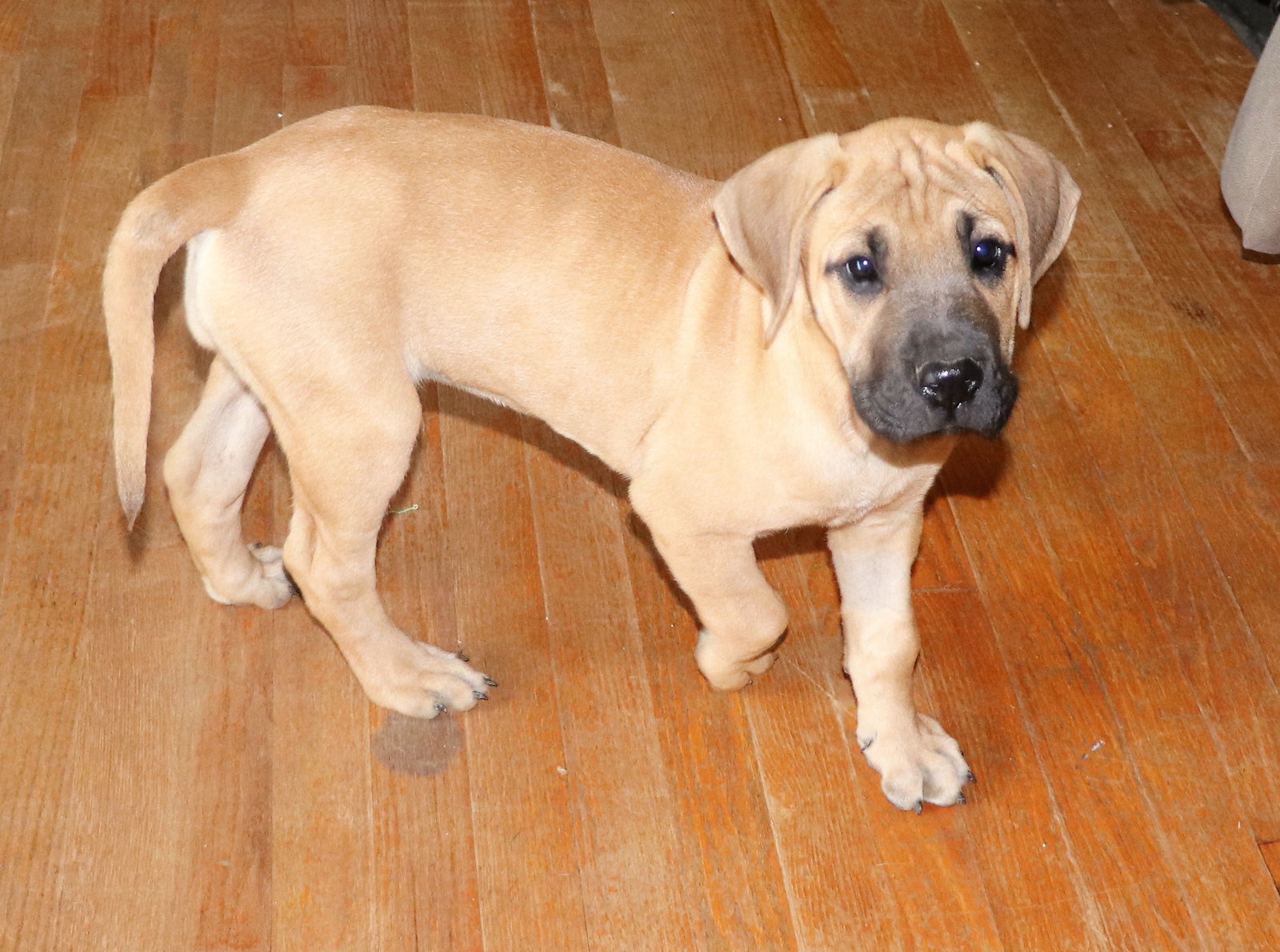 Dog for Adoption Cinnamon, a Great Dane in Louisville, TN Alpha Paw
