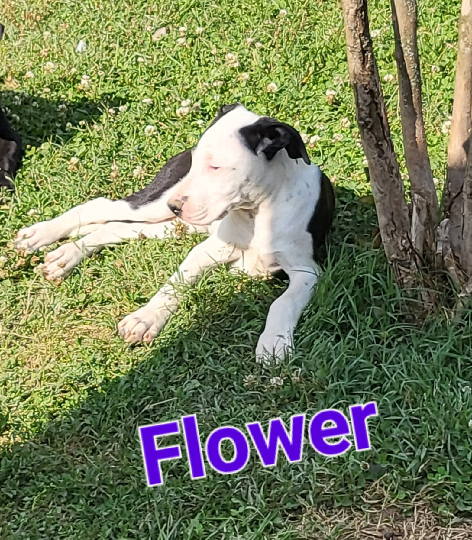 Dog for Adoption The F Litter Girls, a Great Dane in Maynardville, TN