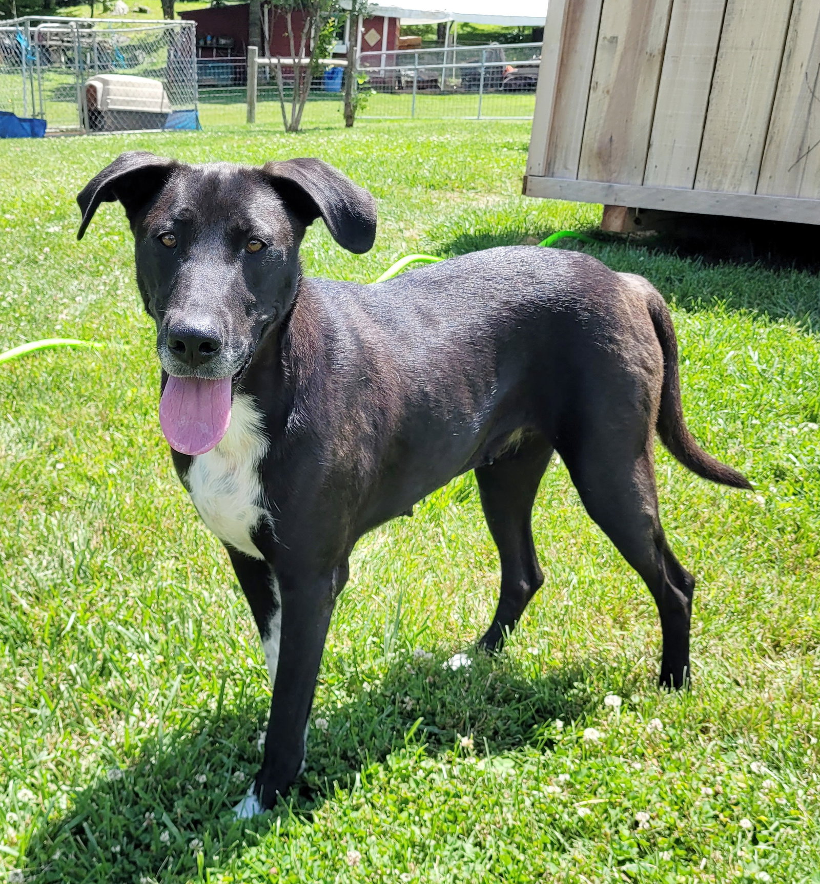 Dog for Adoption The F Litter Girls, a Great Dane in Maynardville, TN
