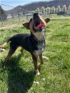 adoptable Dog in bean station, TN named Susie