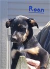 adoptable Dog in , TN named R litter