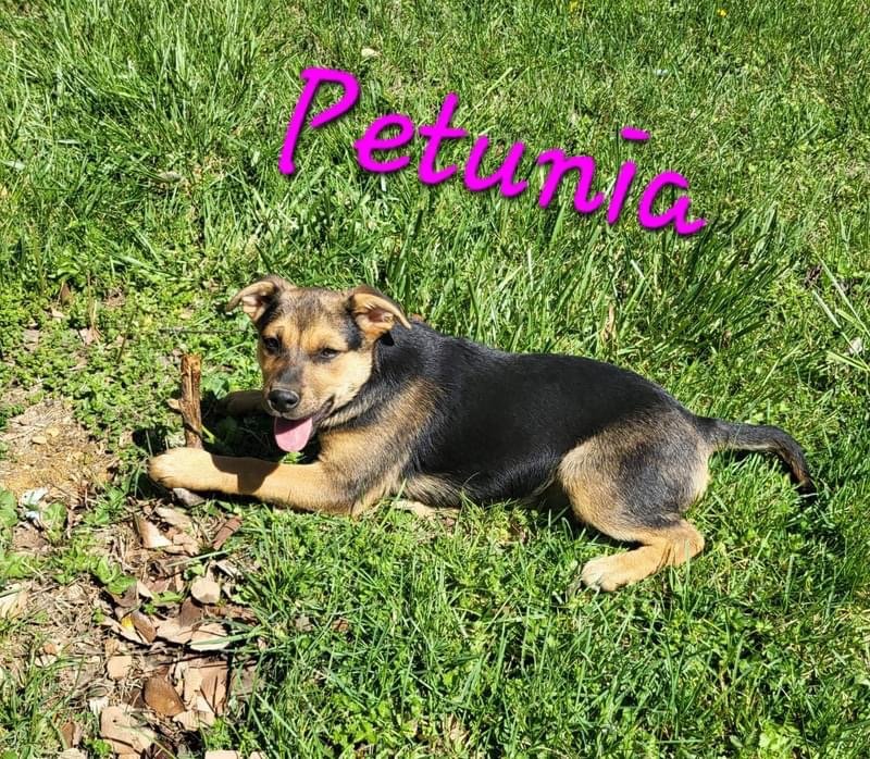 adoptable Dog in Bean Station, TN named Petunia