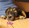 adoptable Dog in , TN named Tulip