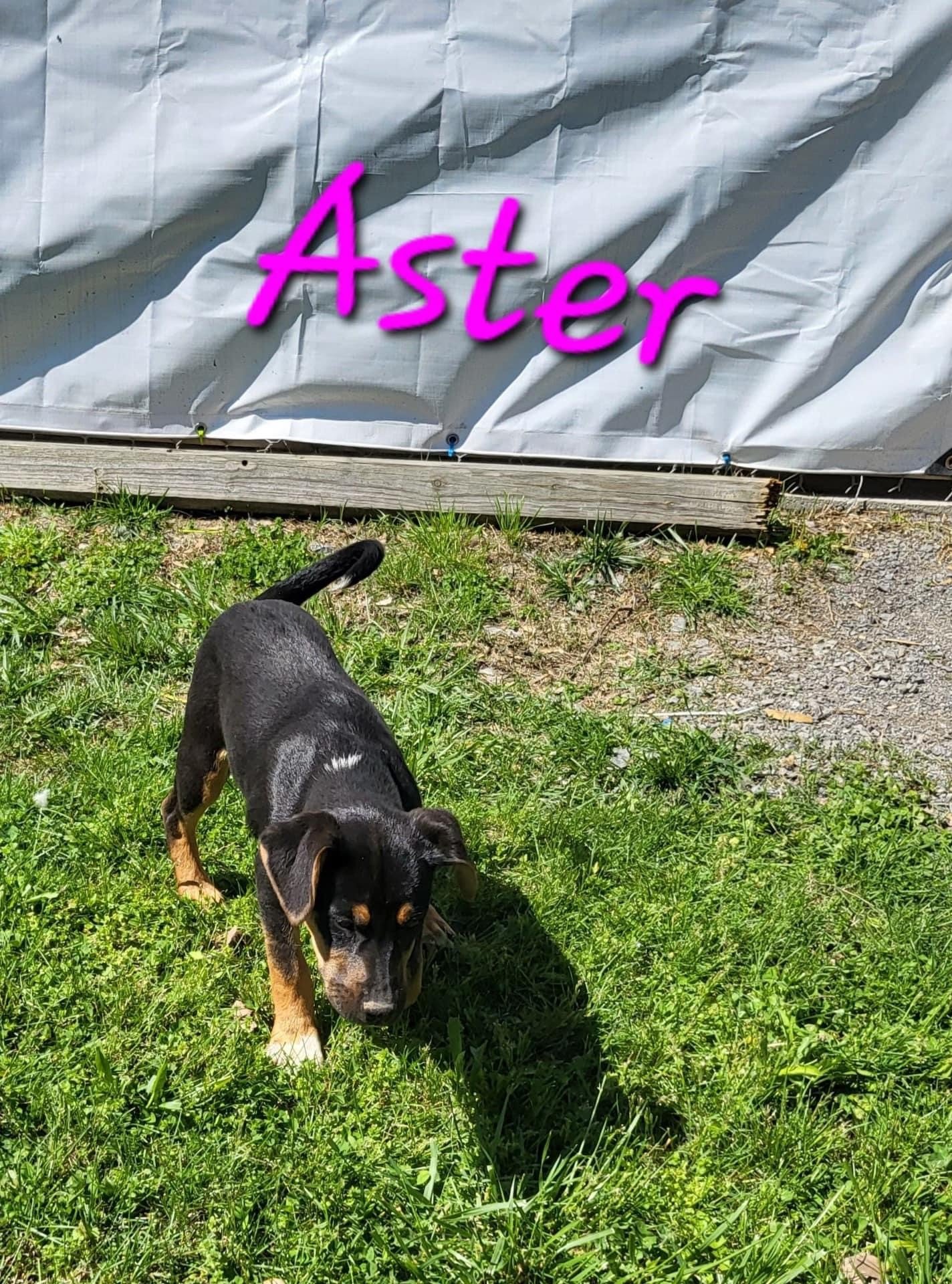 adoptable Dog in Bean Station, TN named Aster