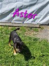 adoptable Dog in  named Aster