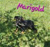 adoptable Dog in  named Marigold