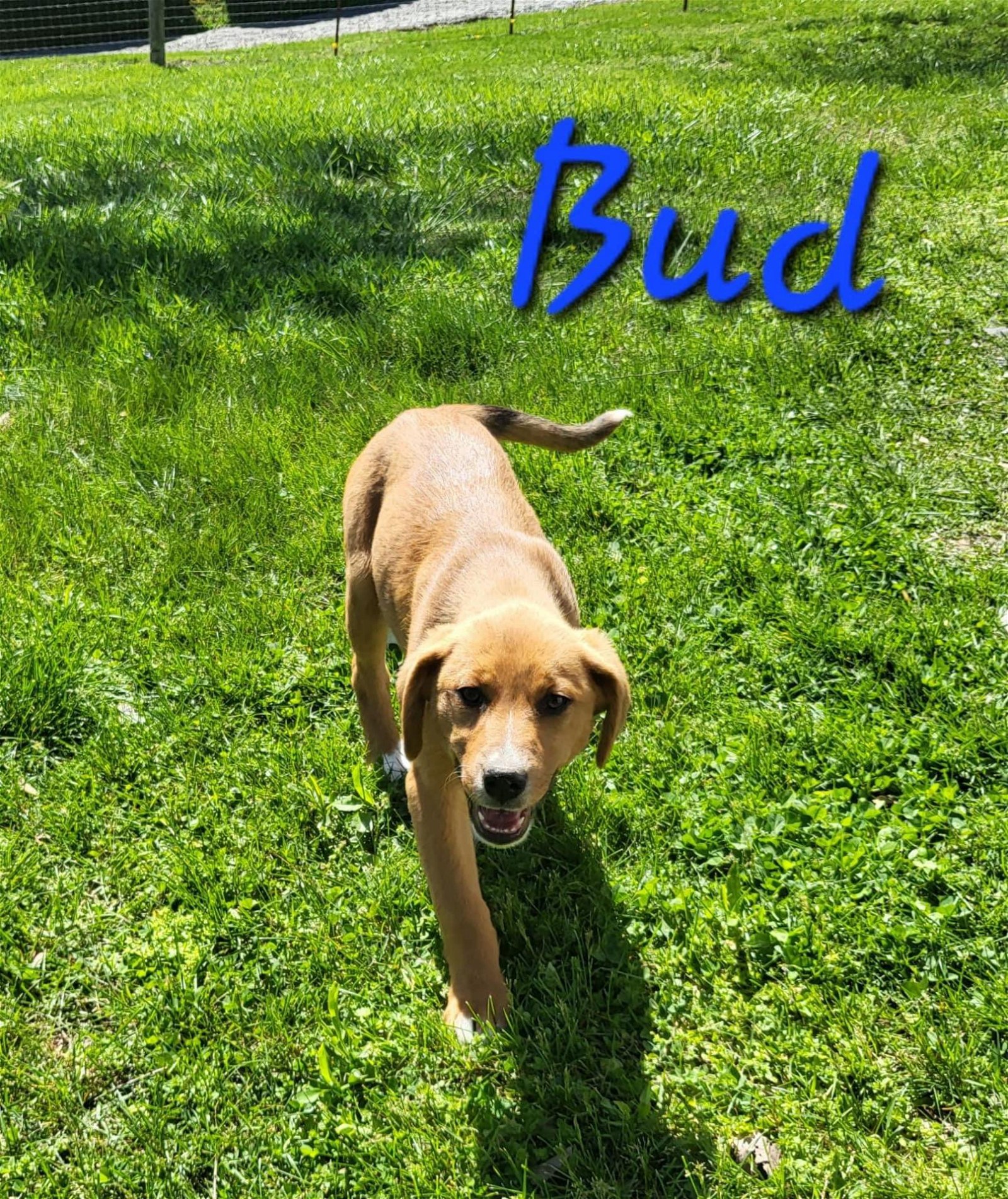 adoptable Dog in Bean Station, TN named Bud