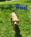 adoptable Dog in  named Bud