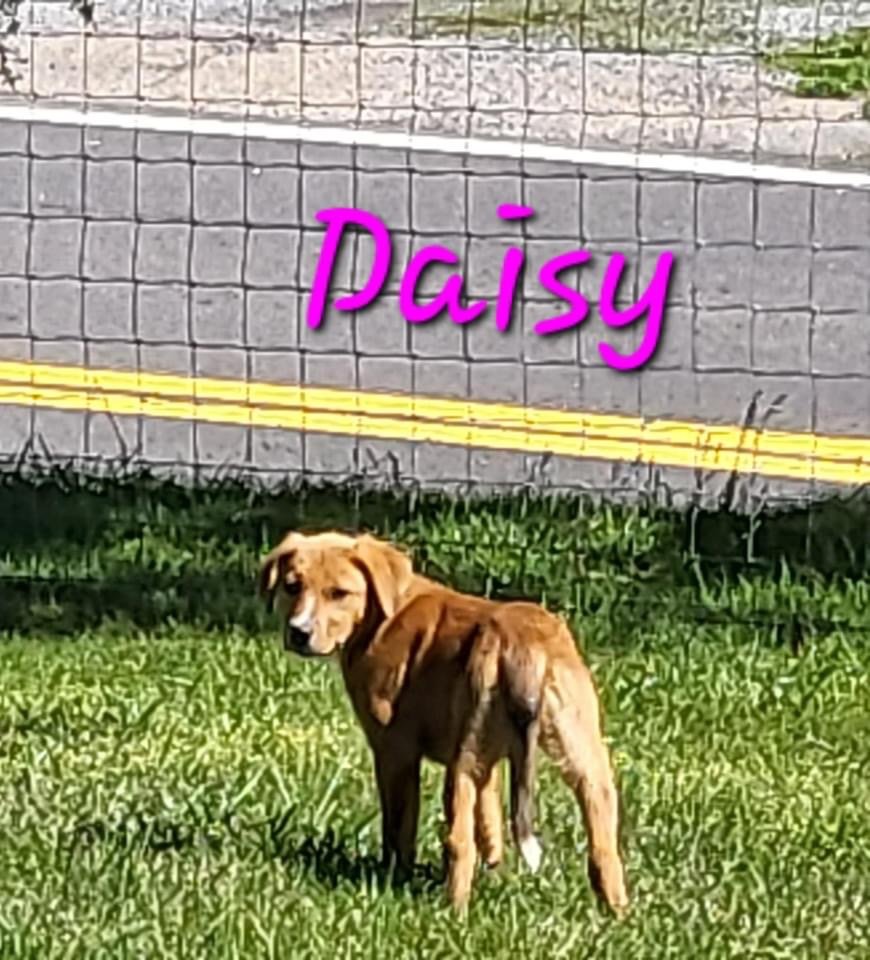 adoptable Dog in Bean Station, TN named Daisy