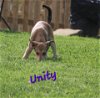 adoptable Dog in bean station, TN named Unity