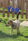 adoptable Dog in bean station, TN named Yogi