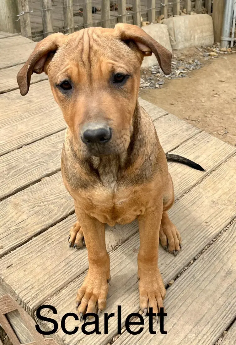 Scarlett - Mountain Dog