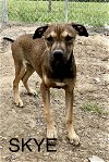 adoptable Dog in , TN named Skye