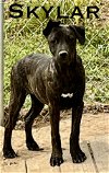 adoptable Dog in , TN named Skylar