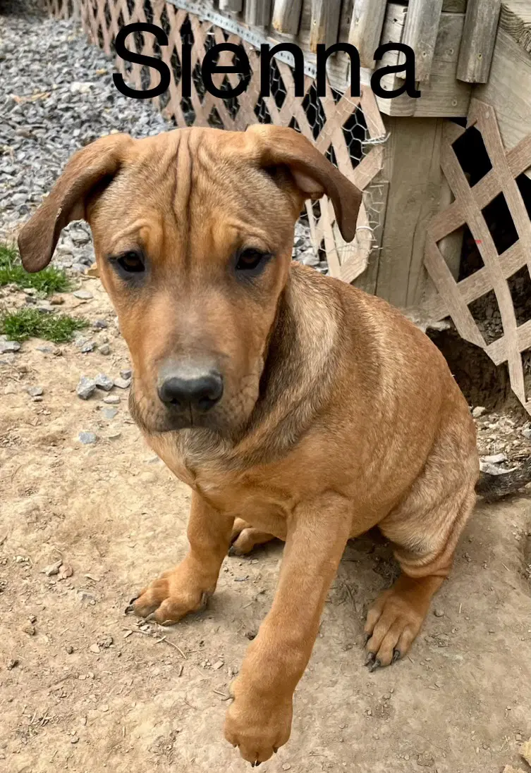 Sienna - Mountain Dog
