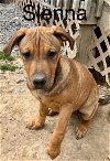 adoptable Dog in , TN named Sienna