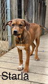 adoptable Dog in , TN named Starla