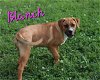 adoptable Dog in  named Blanch