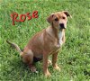 adoptable Dog in  named Rose