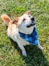 adoptable Dog in , TN named Mason