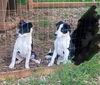 adoptable Dog in  named Oliver