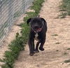 adoptable Dog in  named Diego