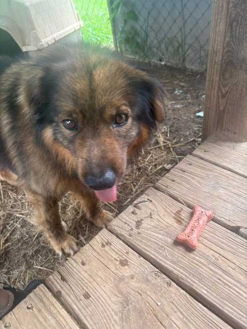 picture of the dog needing adoption